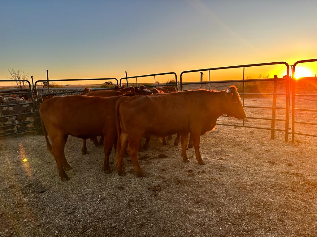 MecMokoena's tweet image. Belties Beef Farmer&apos;s livestock  has been delivered this afternoon as we promised on  June 16. Belties Beef farm is a cooperative managed and owned by 7 young people in Bulfontein who have a passion for Agriculture.

#LeaveNoOneBehind 
#makingyourfutureworkbetter 
#boostingcables