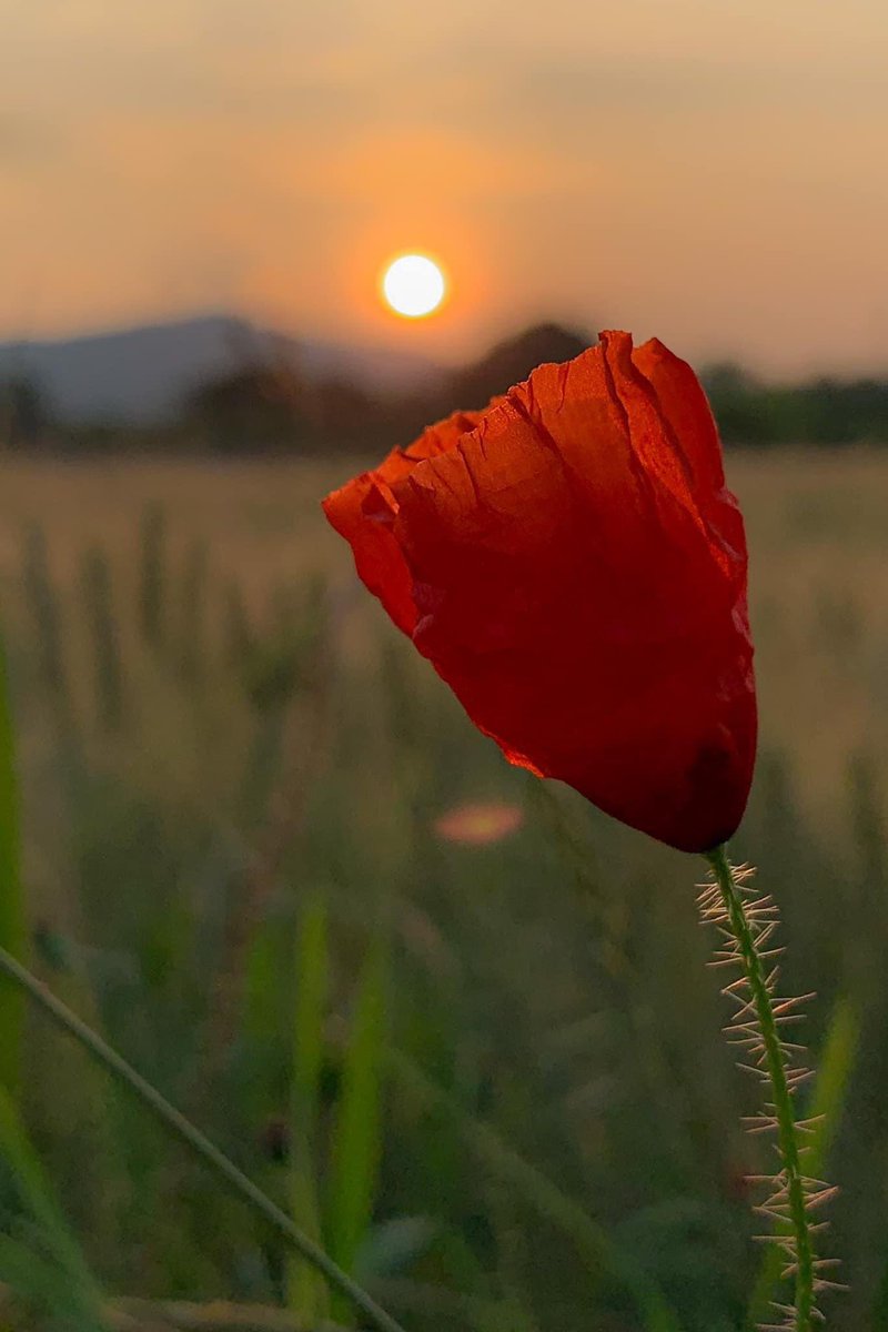 L’estate ha toccato con le labbra il seno della nuda terra.
E ha lasciato il segno rosso di un papavero.
-Vincenzo Cardarelli 
#BuonaSerataATutti #SensazioniPoetiche