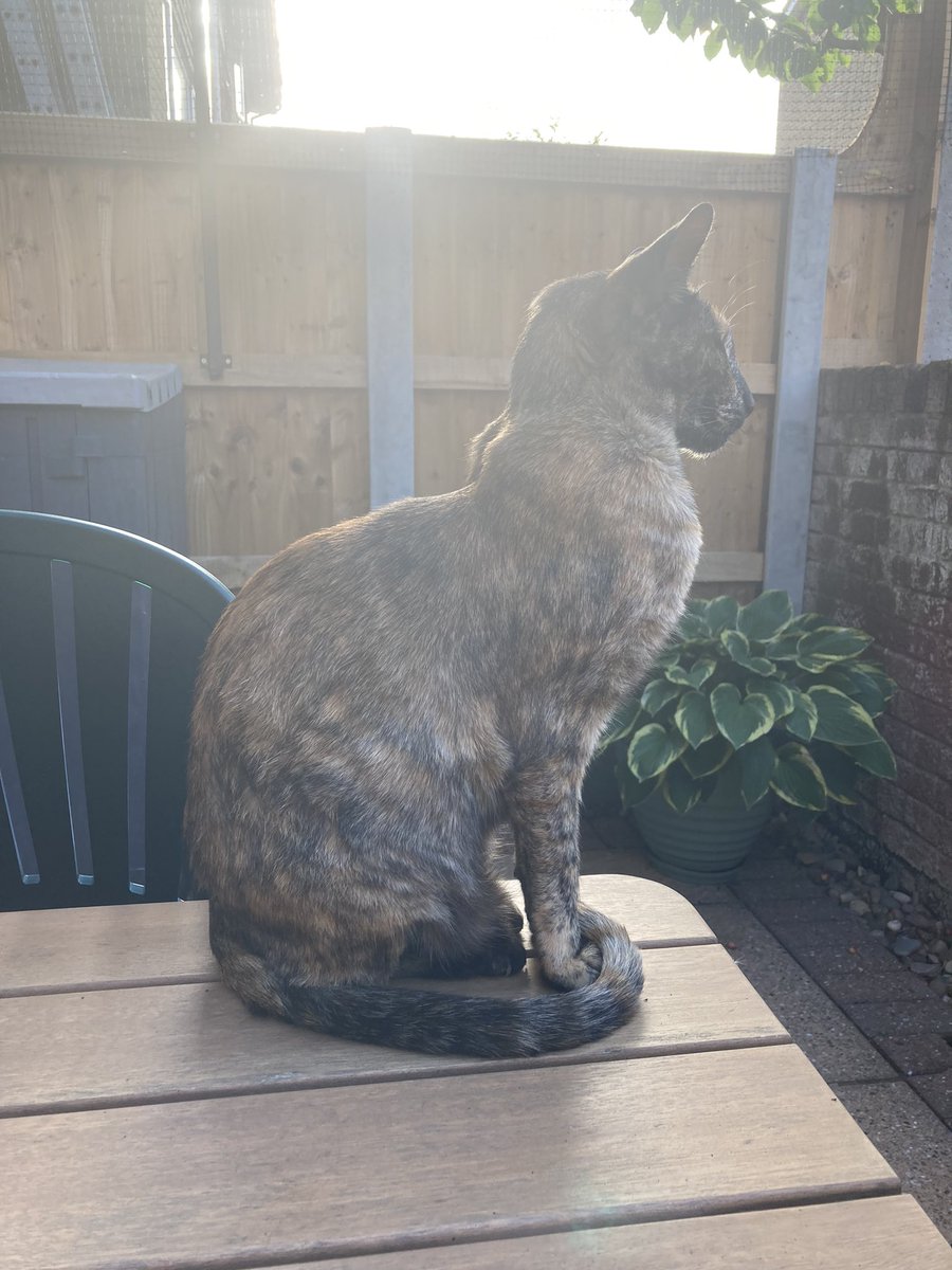 davidsupercat's tweet image. Daughter of Ra, collecting the last rays in my garden tonight. #Bast #Bastet