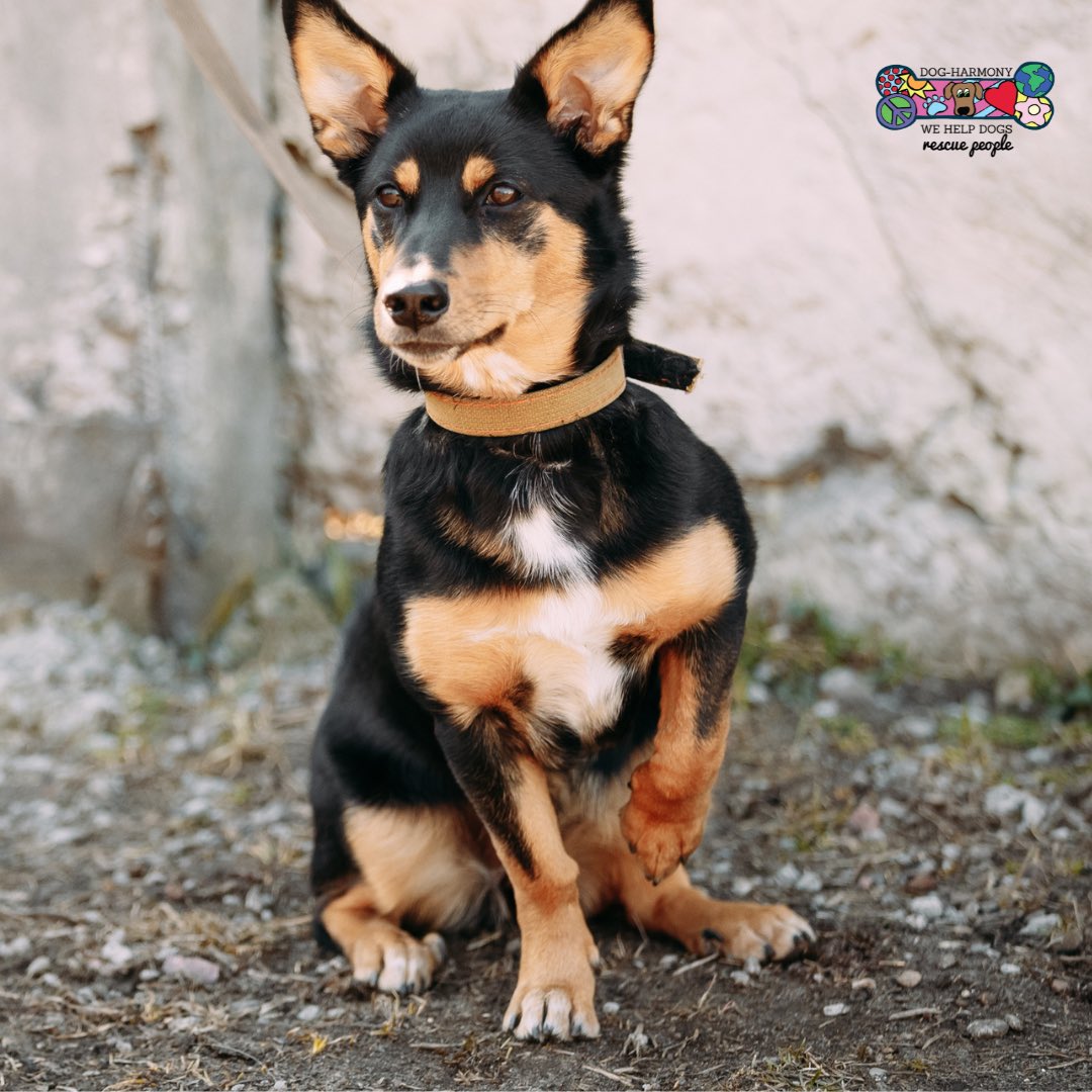 dogharmonyinc's tweet image. Have you ever wondered why a dog lifts its paw? It's important that you find out!

Sign-up for tomorrow's “Learn to Talk Dog” with Debbie Revell tomorrow/Tuesday at 6pm at the Greater FWB Chamber: eventbrite.com/e/629608976397

#caninebehavior #dog