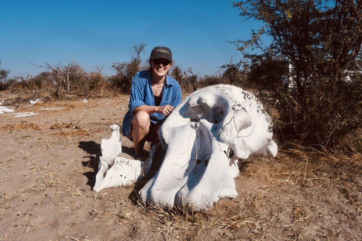 Perks of fieldwork!

First time seeing the enormity of an elephant skeleton! The skull alone can weigh 52kg 🐘

📍 Makgadikgadi Pans, Botswana