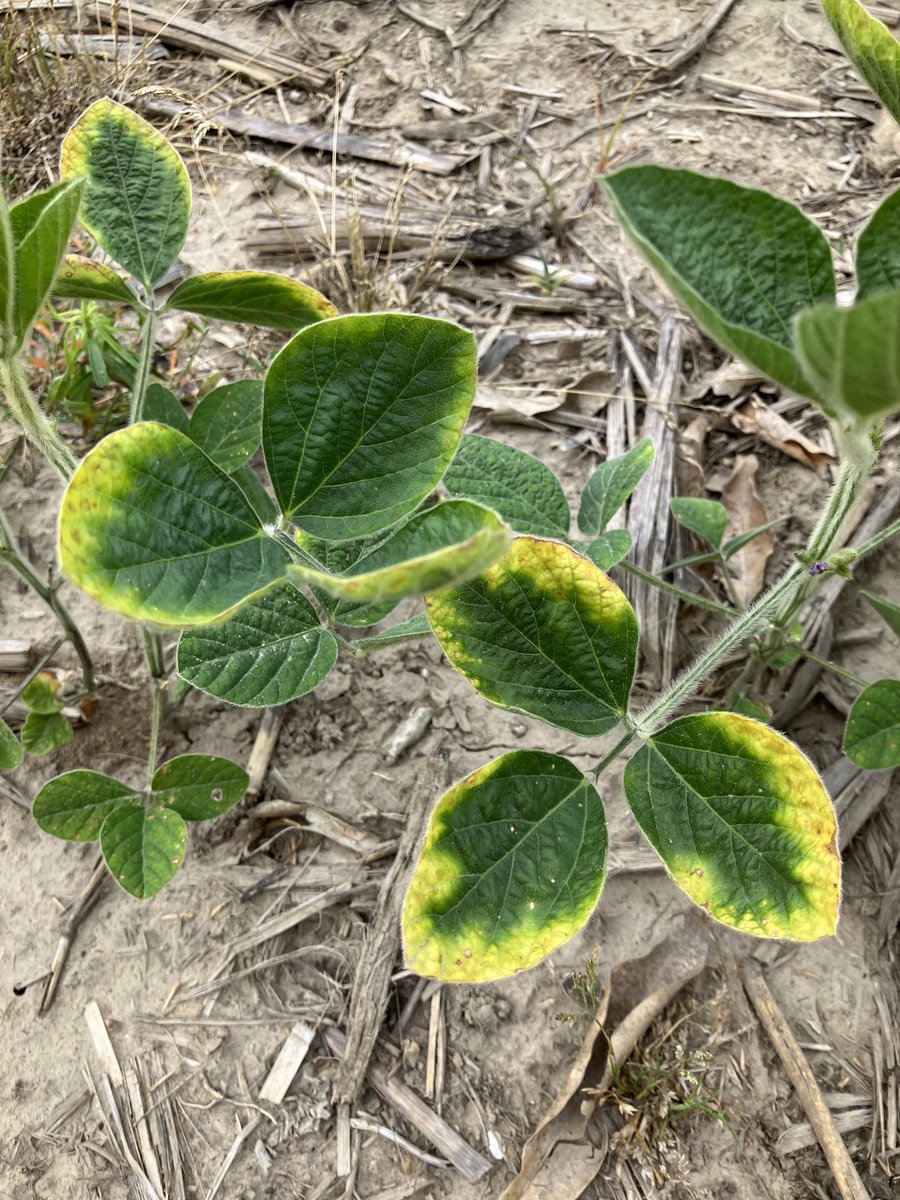 Low K levels are not the only areas showing potassium deficiencies now. Potassium uptake requires water uptake. ⁦<a href="/CropTechInc/">Crop-Tech Consulting</a>⁩