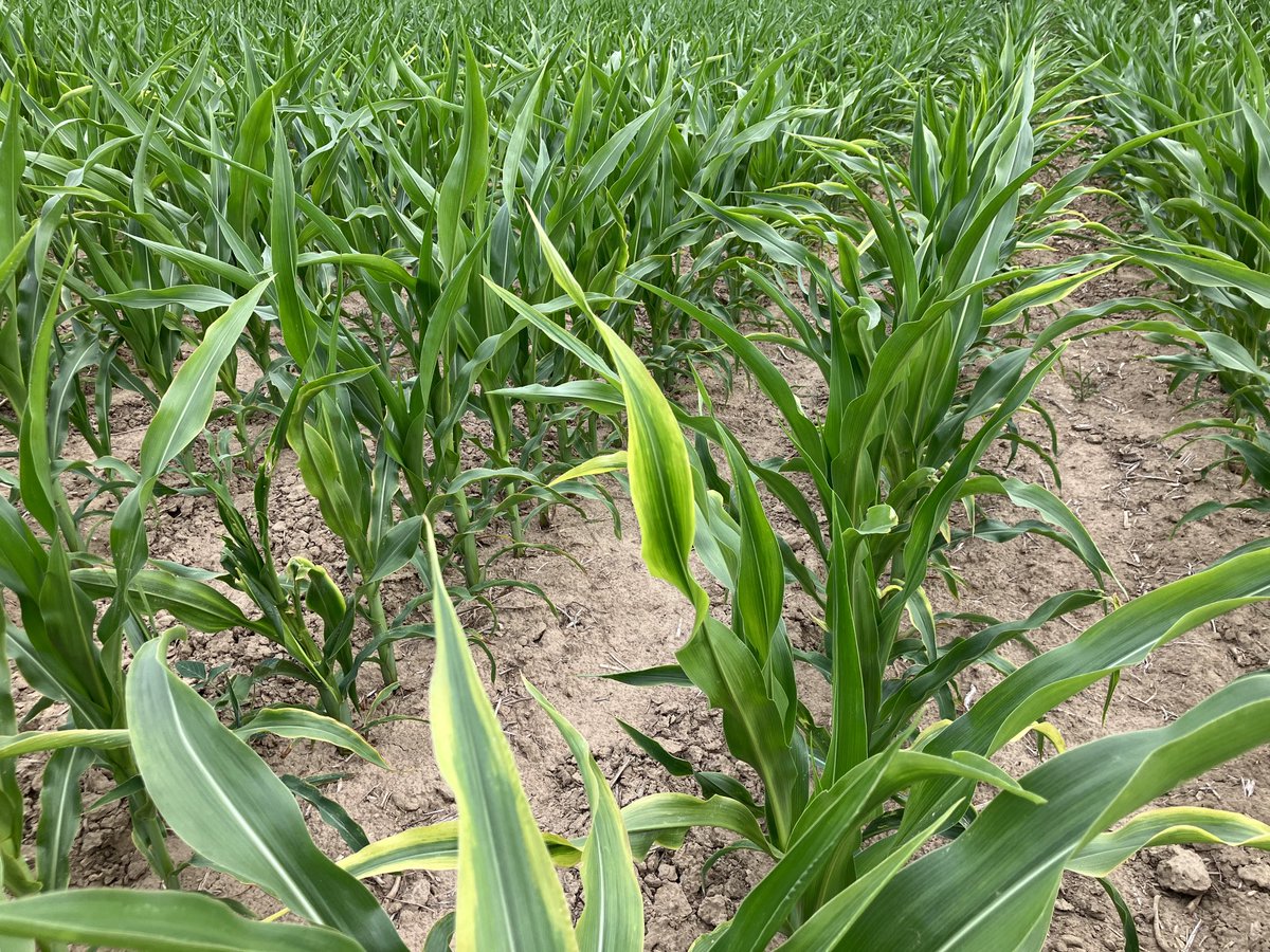 mattdues21's tweet photo. Low K levels are not the only areas showing potassium deficiencies now. Potassium uptake requires water uptake. ⁦@CropTechInc⁩ https://t.co/2zF4OHFyqc