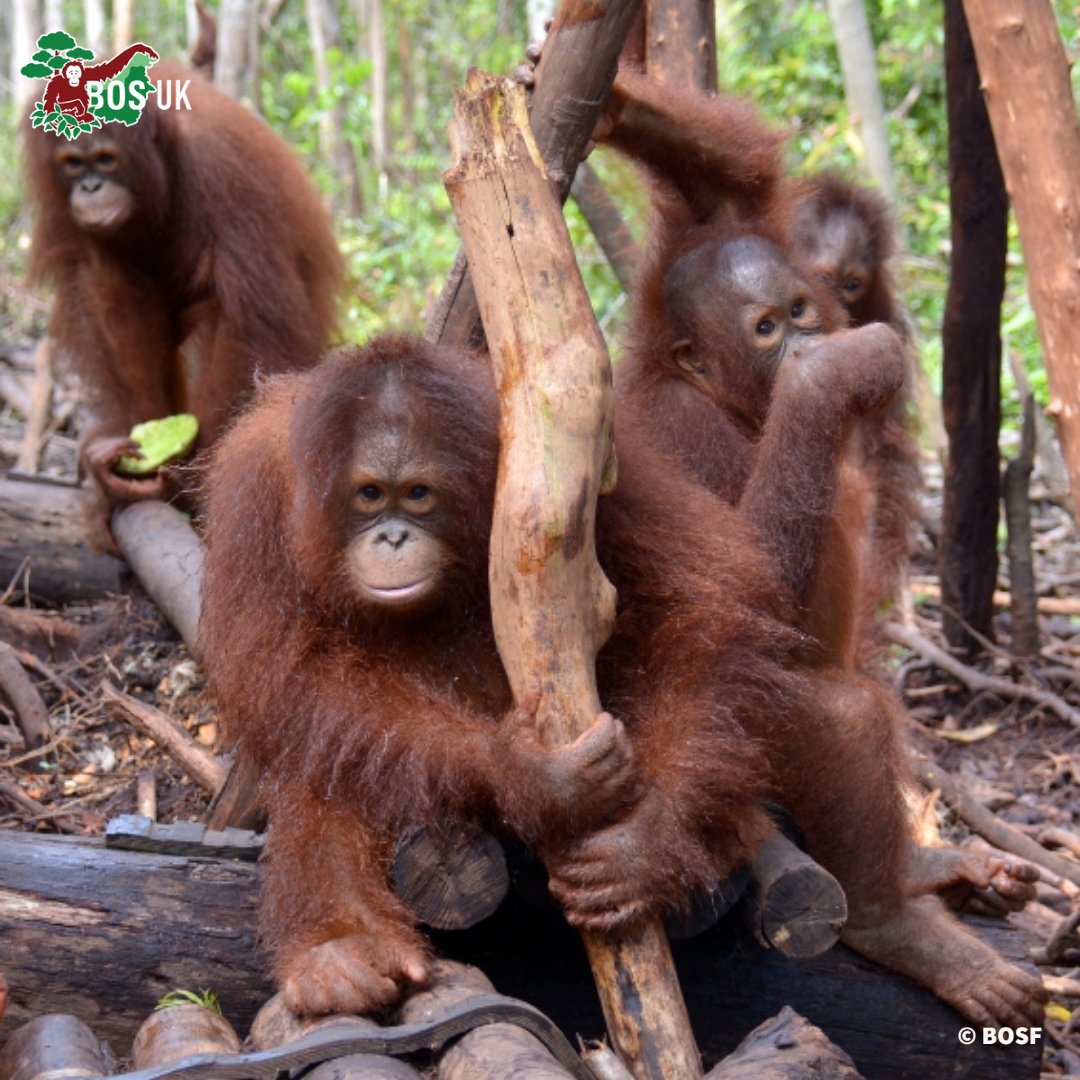 Well known for her love of sticks, who's this girl? 🤔 
#NotAPet #Rescue #OrangutanJungleSchool #Conservation #Rainforest