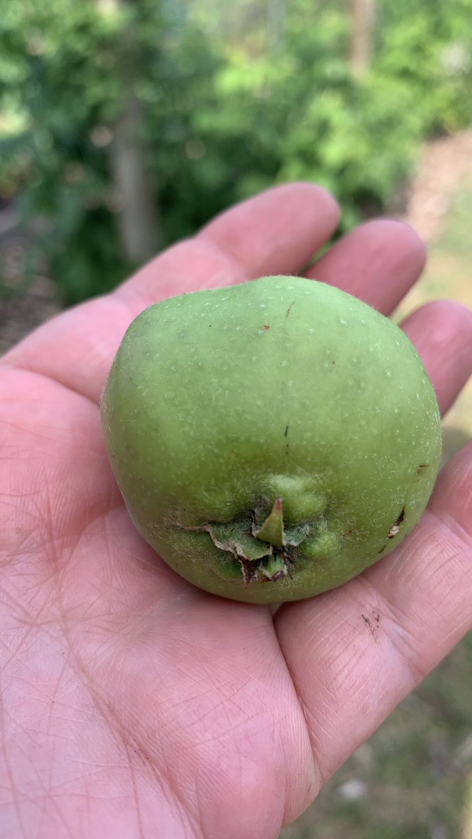 dontcropmenow's tweet image. Save all those fallen unripe apples to make #pectin for making #preserves 

#jam #allotment #growyourown #kitchengarden 

dontcropmenow.co.uk/making-pectin-…