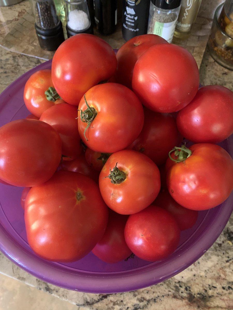 It is 97 outside today. I am picking 30 + tomatoes every day…💥