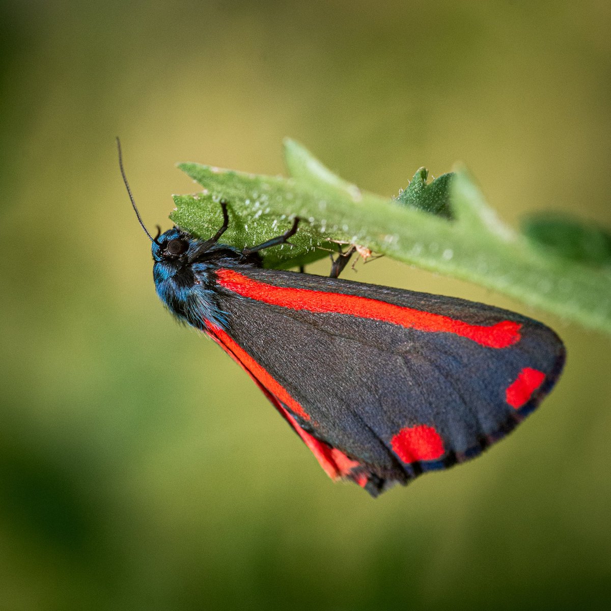 Chris Love Photography tweet media