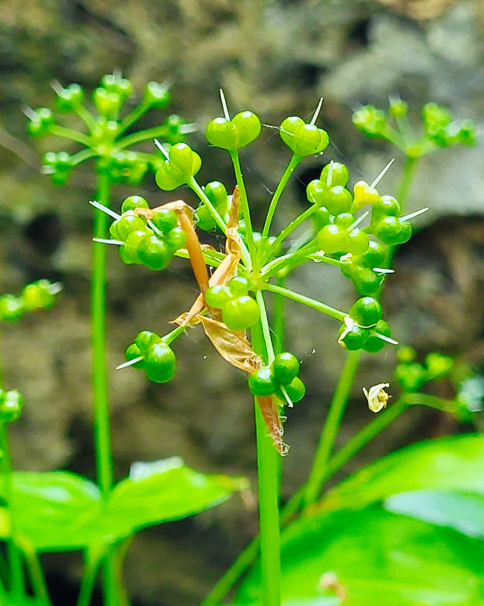 Wild food harvesting 🍀

We like to go off the beaten path to connect with our local environment and to find the freshest ingredients for your next meal at Delahunt.

Next time you visit Delahunt ask us about the foraged ingredients on the menu!

#foraging