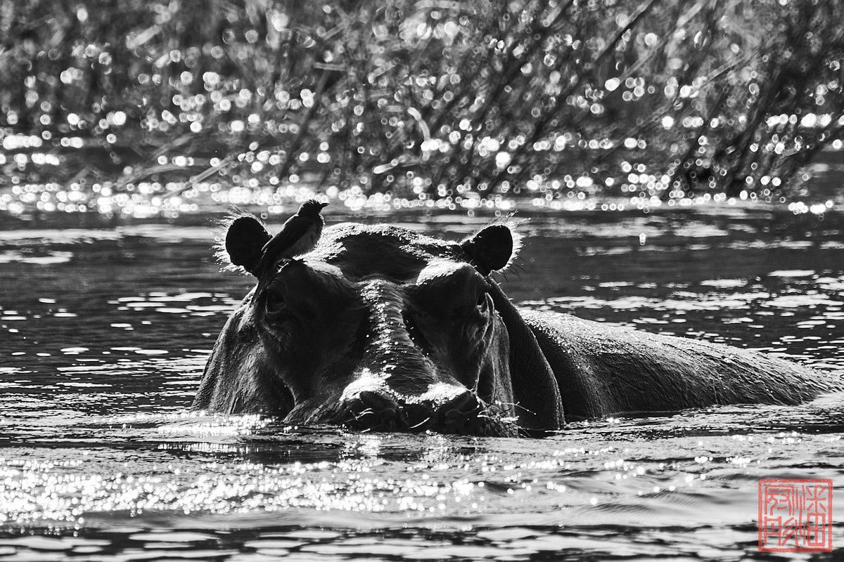 Hippo at Zambezi River.

#VolumteerEncounter #VictoriaFalls #wildlife #WildlifePhotography #OutdoorPhotography #NaturalPhotography #outdoor #nature #Zimbabwe #adventure #AfricanWildlife #wilderness #WildlifeConservation #zambeziriver #hippo