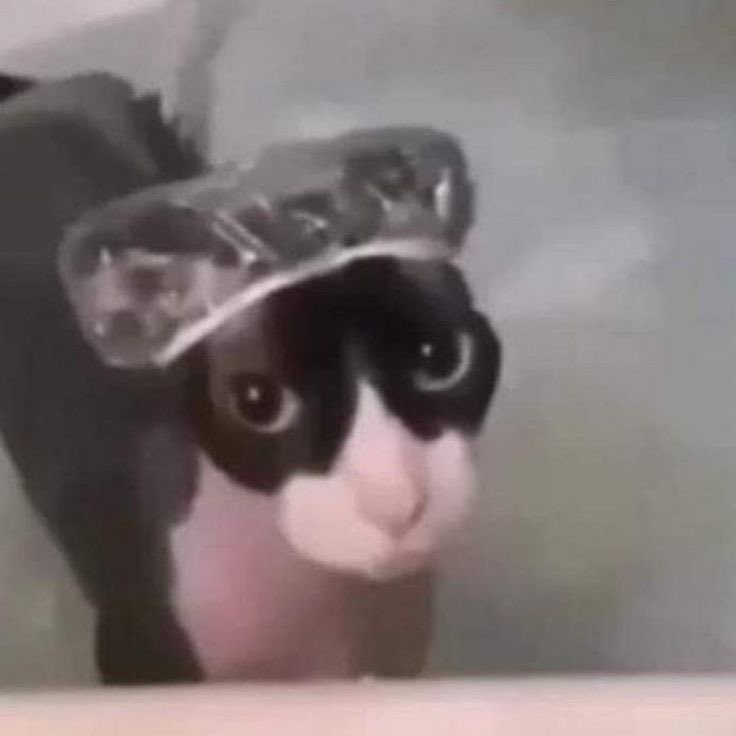 MaoChangs's tweet photo. me voy a bañar, no me extrañen https://t.co/uOlFn3rVln