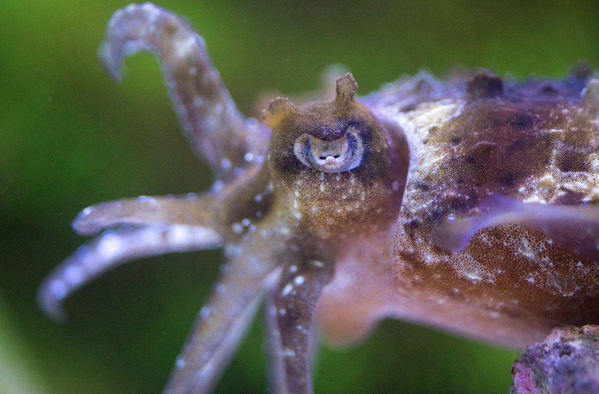 It's #CephalopodWeek 🦑🎉 We're celebrating our cuttlefish, squid, octopus and all molluscan class Cephalopoda friends out there!

Celebrate cephalopods with us by seeing them for yourself at our aquarium! Get your tickets online at mote.org.

#MoteMarineLab