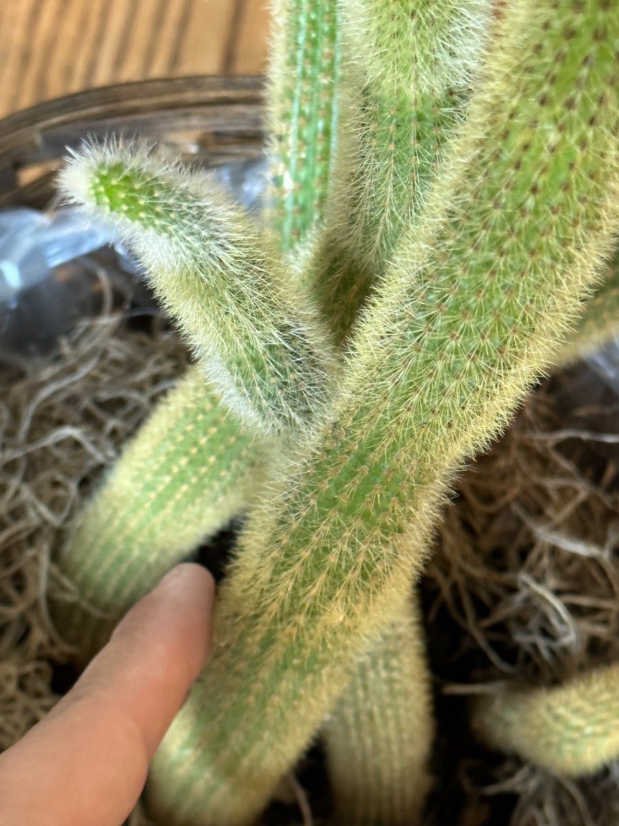 On Twitter And People Say Cacti Hurt  on-twitter-and-people-say-cacti-hurt