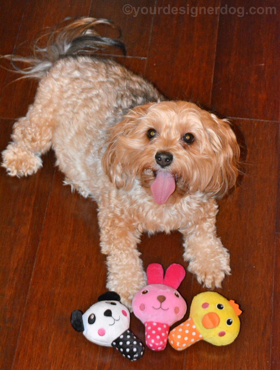 Toy is.gd/4hejnj #blog #cute #designerdogs #dogtoy #dogs #pets #photography #plushtoy #Sadie