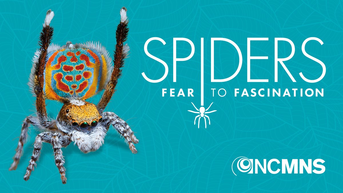 Adrian Smith (@dradriansmith) on Twitter photo My museum <a href="/NaturalSciences/">NC Museum of Natural Sciences</a> has a REALY great new special/traveling exhibit about spiders that opened this past weekend.
It's curated by spider expert Dr. Linda Rayor. 100% worth your time and the admission (or membership). My museum <a href="/NaturalSciences/">NC Museum of Natural Sciences</a> has a REALY great new special/traveling exhibit about spiders that opened this past weekend.
It's curated by spider expert Dr. Linda Rayor. 100% worth your time and the admission (or membership).