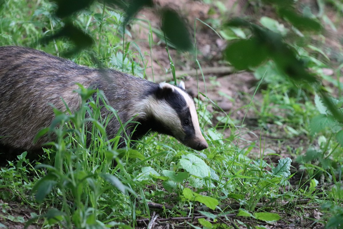 shropsbadgers's tweet photo. #badgermonday #clownclan https://t.co/yprqgbv9lw