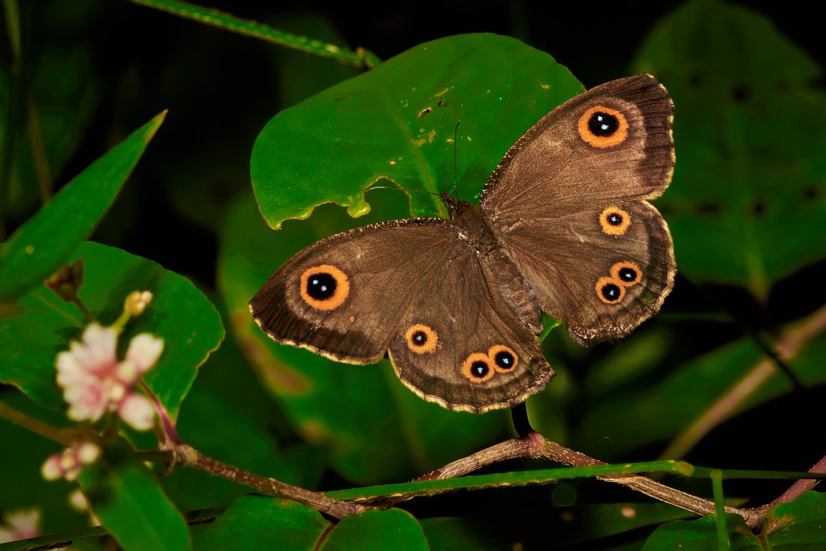 bownaankamal's tweet image. Common Five Ring | Analamazaotra | Madagascar
#soul_made_macro #my_daily_macro #macro_mood
@WildEarth
@PBSNature
@WWF