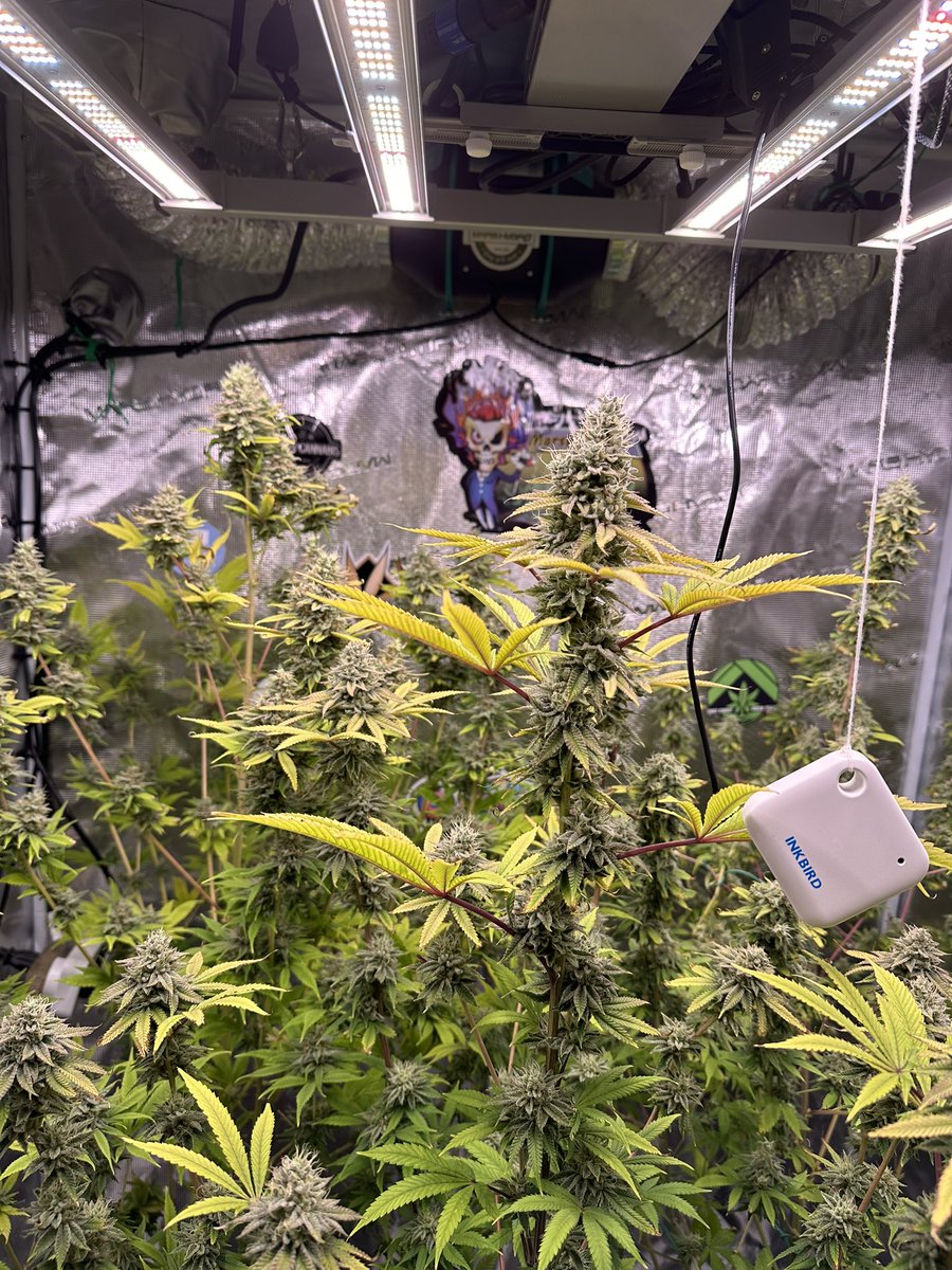 #animalgelato #quebeccannabisseed #cherrycookies 
#eastcoastgrowtents 
#adsonislivingsoil #dynomyco #fishshit #seaboost #marshydro 
#marshydrogrowtent 
#marshydroinlinefan 
#marshydrofce3000 #autopot #budtrainer 
#710eastcoastcannabis 
#710eastcoastorganics