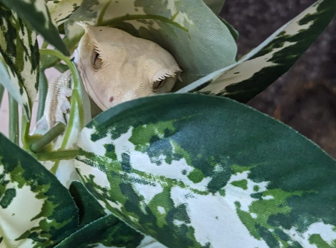 Lathrix's tweet image. Judgement gecko knows what you have done.