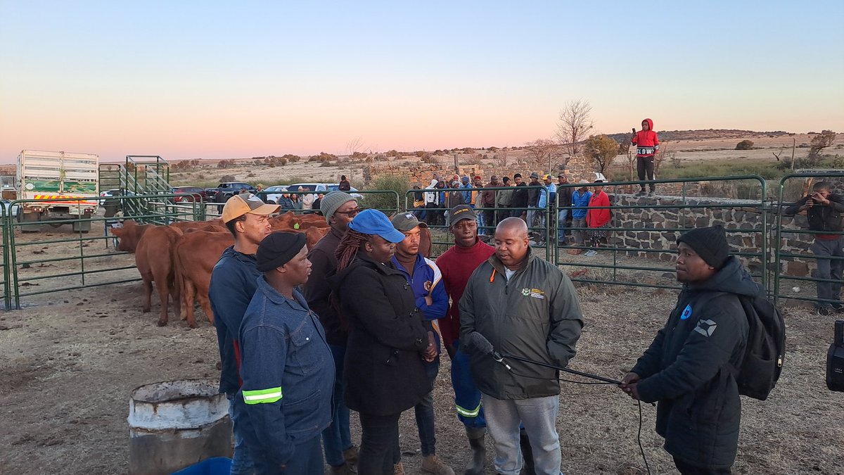 MecMokoena's tweet image. Belties Beef Farmer&apos;s livestock  has been delivered this afternoon as we promised on  June 16. Belties Beef farm is a cooperative managed and owned by 7 young people in Bulfontein who have a passion for Agriculture.

#LeaveNoOneBehind 
#makingyourfutureworkbetter 
#boostingcables