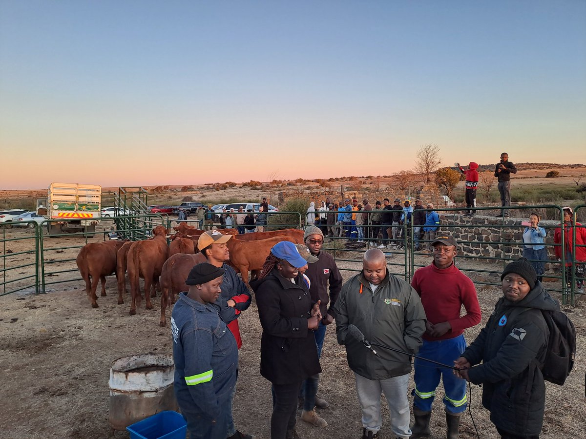 MecMokoena's tweet image. Belties Beef Farmer&apos;s livestock  has been delivered this afternoon as we promised on  June 16. Belties Beef farm is a cooperative managed and owned by 7 young people in Bulfontein who have a passion for Agriculture.

#LeaveNoOneBehind 
#makingyourfutureworkbetter 
#boostingcables