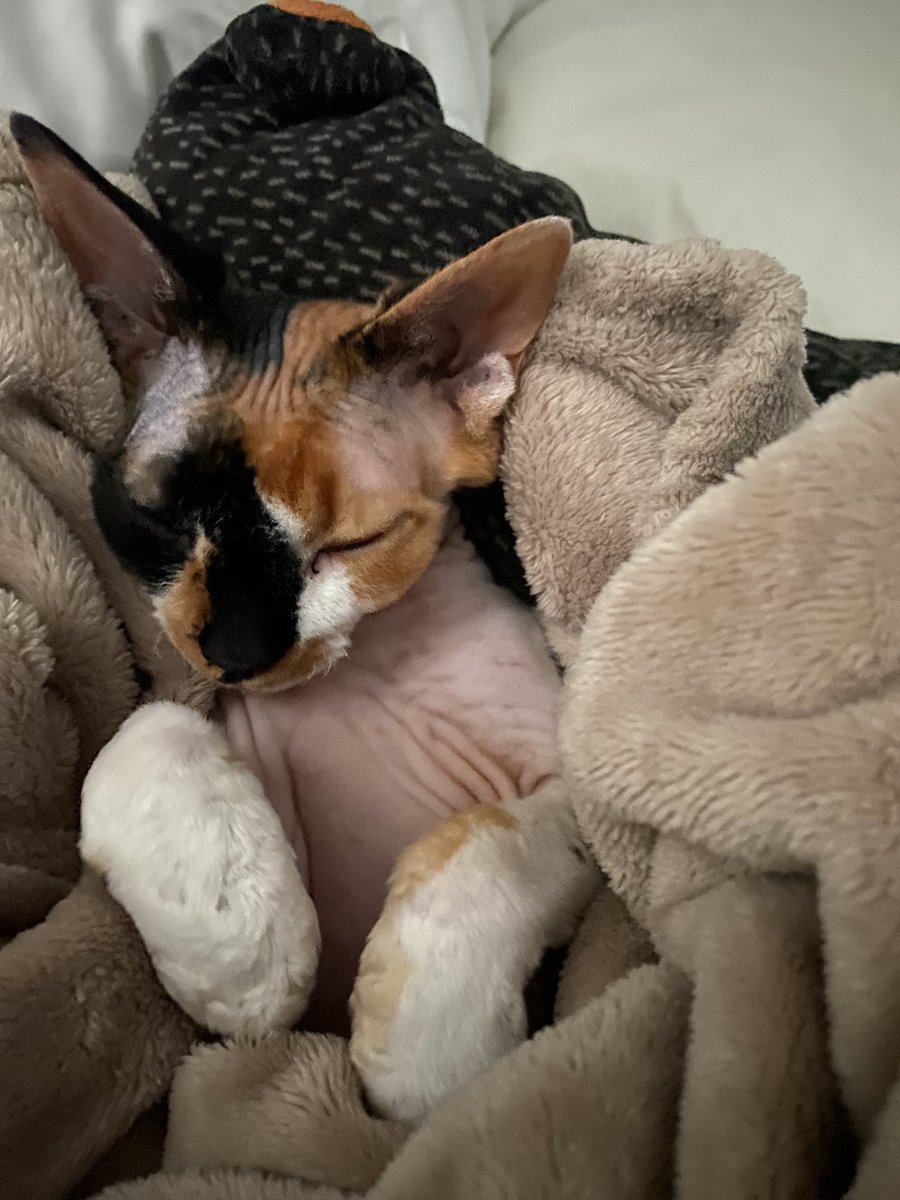 CalicoDaily's tweet image. Naked but warm