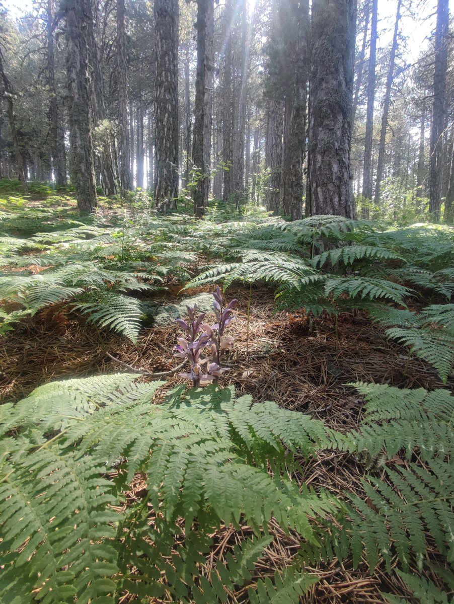 CyprusWalksEtc's tweet photo. From a guided walk today, on Persephone trail, Troodos. Can u spot the orchids?

Keep on walking!

#troodos #wandern #randonee https://t.co/LTn2PN9K5a