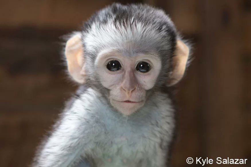 #MonkeyMonday time!🐒 Today we are sharing more about #VervetMonkeys, which can be found throughout East and Southern Africa.🌍 You can also find them by visiting our #WildlifePolicy page!
pasa.org/awareness/wild…
#notapet #monkeys #vervets #conservation #primates