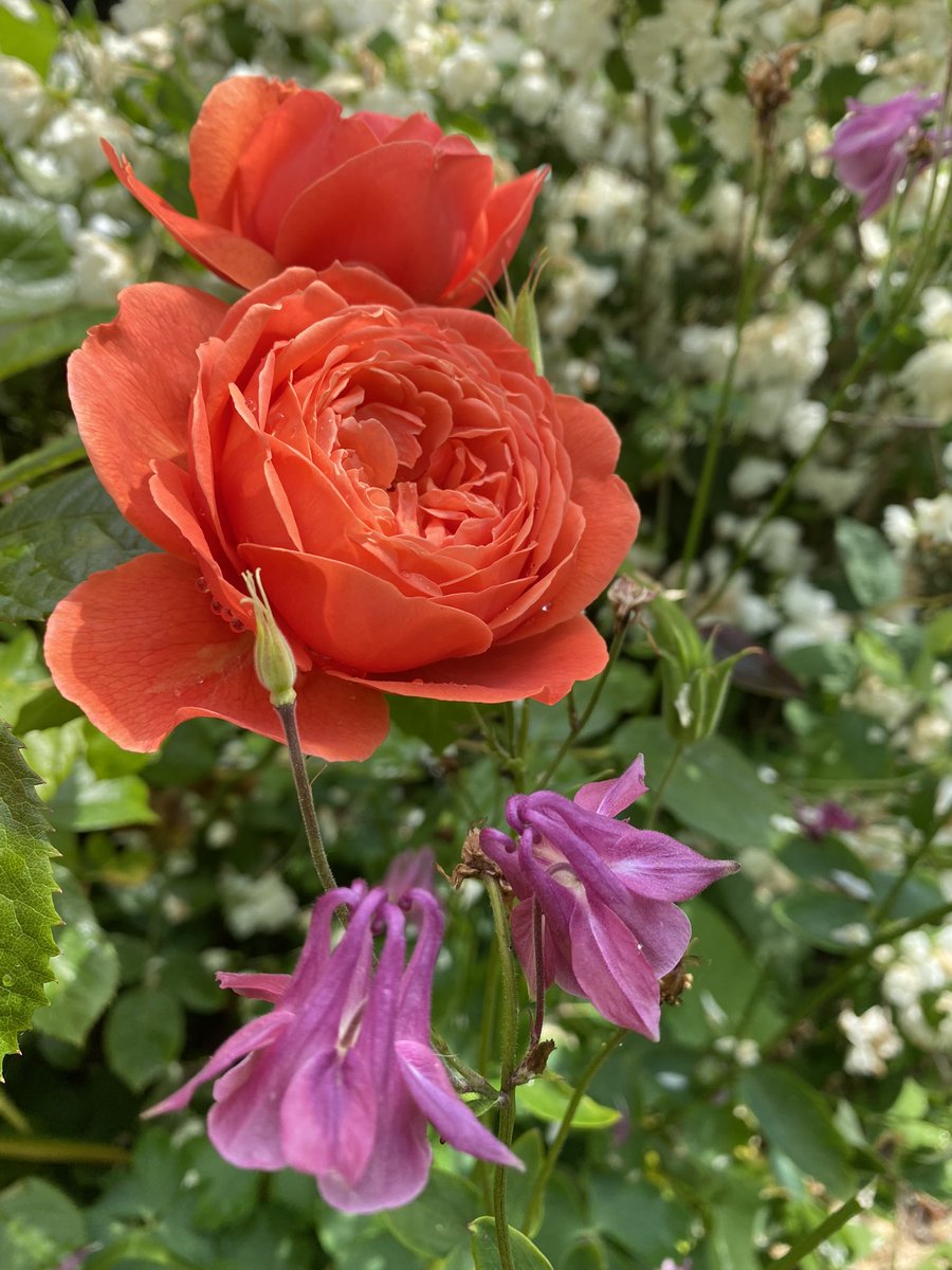 Summer Song loveliness 🧡
#GardeningTwitter #Roses #RoseADay #NotRoseWednesday #Roses23