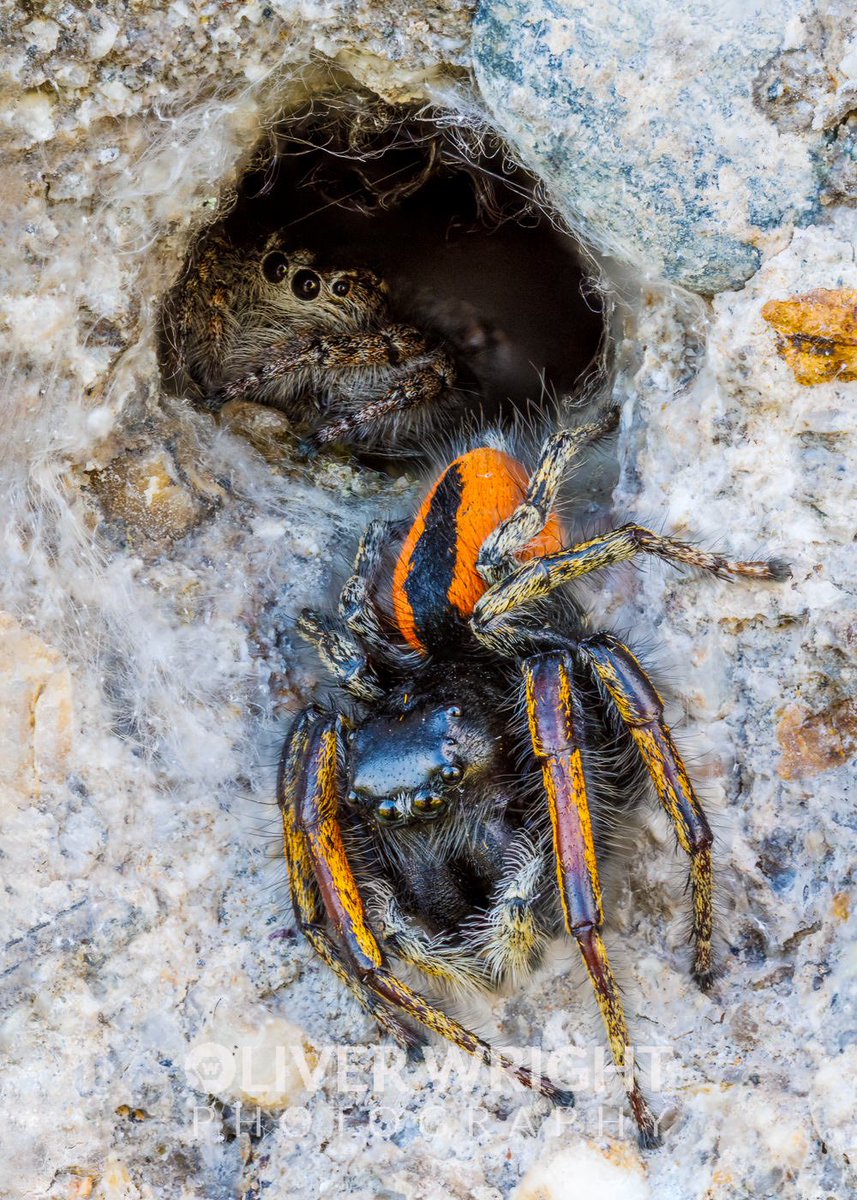 Made a great find of a male Philaeus chrysops jumping spider today in north Bulgaria Then I noticed he was guarding a female who was in a small hole Fascinating to watch their behaviour and extremely technical to photograph them like this in this natural environment