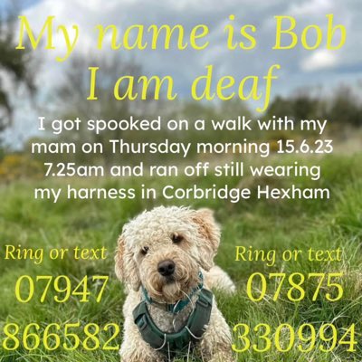 rosiedoc666's tweet image. #NewProfilePic
🔺🔺8-9 PM EMERGENCY #twitterstorm TONIGHT 19/6/23 to help us #findBob 
HE WAS SPOOKED ON A WALK THURS 7.25am 15/6/23 #Corbridge #Hexham 
BOB IS A THERAPY DOG &amp;amp;
BOB IS DEAF so PLEEEASE DO NOT APPROACH HIM…he will be scared 
m.facebook.com/groups/2779608…