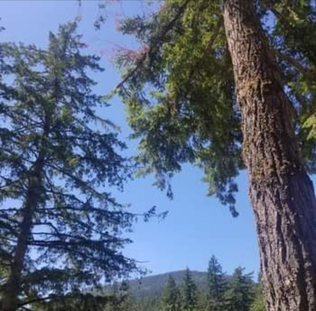 Majesty of the Living
Majesty of the Forest
Majesty of the Trees Soul
Majesty of the Positive Spirit
Majesty in this True Freedom
#Poetry #Poem #Songwriting #CountryMusic #BritishColumbia #BeautifulBritishColumbia #Canada #FraserValley #CultusLake #Chilliwack #ExploreBC