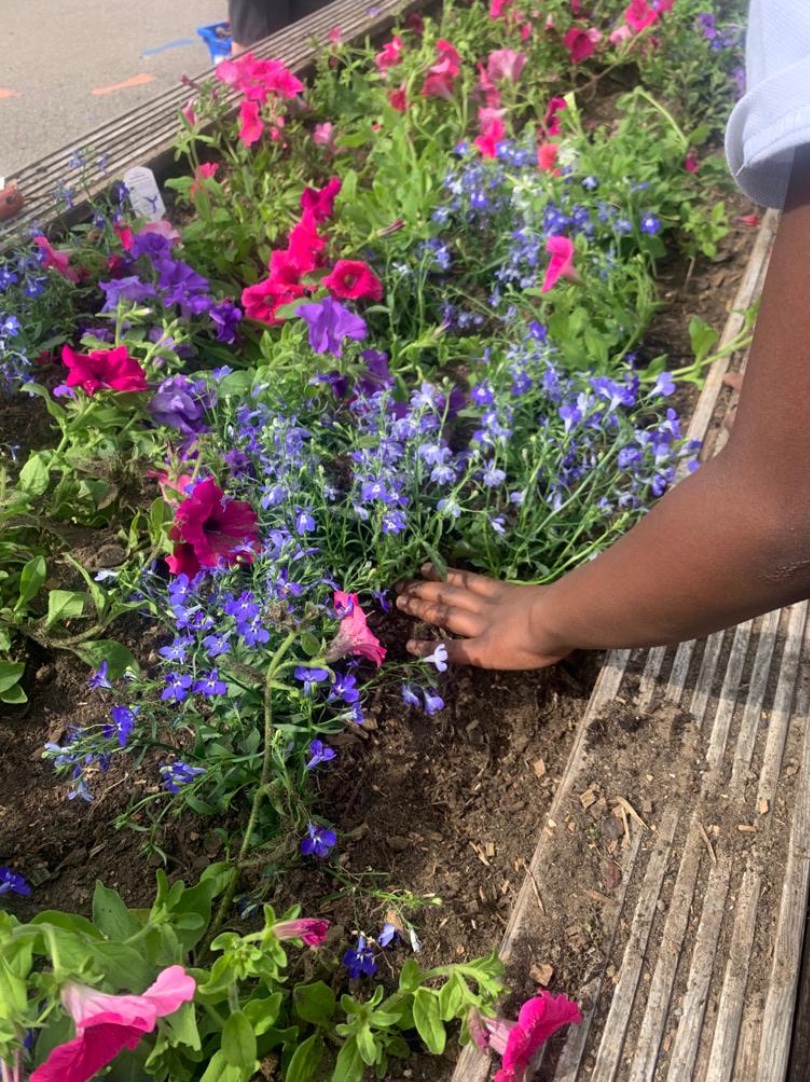 George Spicer Primary School (@georgespicersch) on Twitter photo We just want to say a big thank you to <a href="/GPGardenService/">GP Garden Services</a> for their very kind donation.
We received a large donation of bedding plants which our Y4 gardening club planted. They make Sketty Road playground look wonderful! #spicerspirit 🌸 We just want to say a big thank you to <a href="/GPGardenService/">GP Garden Services</a> for their very kind donation.
We received a large donation of bedding plants which our Y4 gardening club planted. They make Sketty Road playground look wonderful! #spicerspirit 🌸