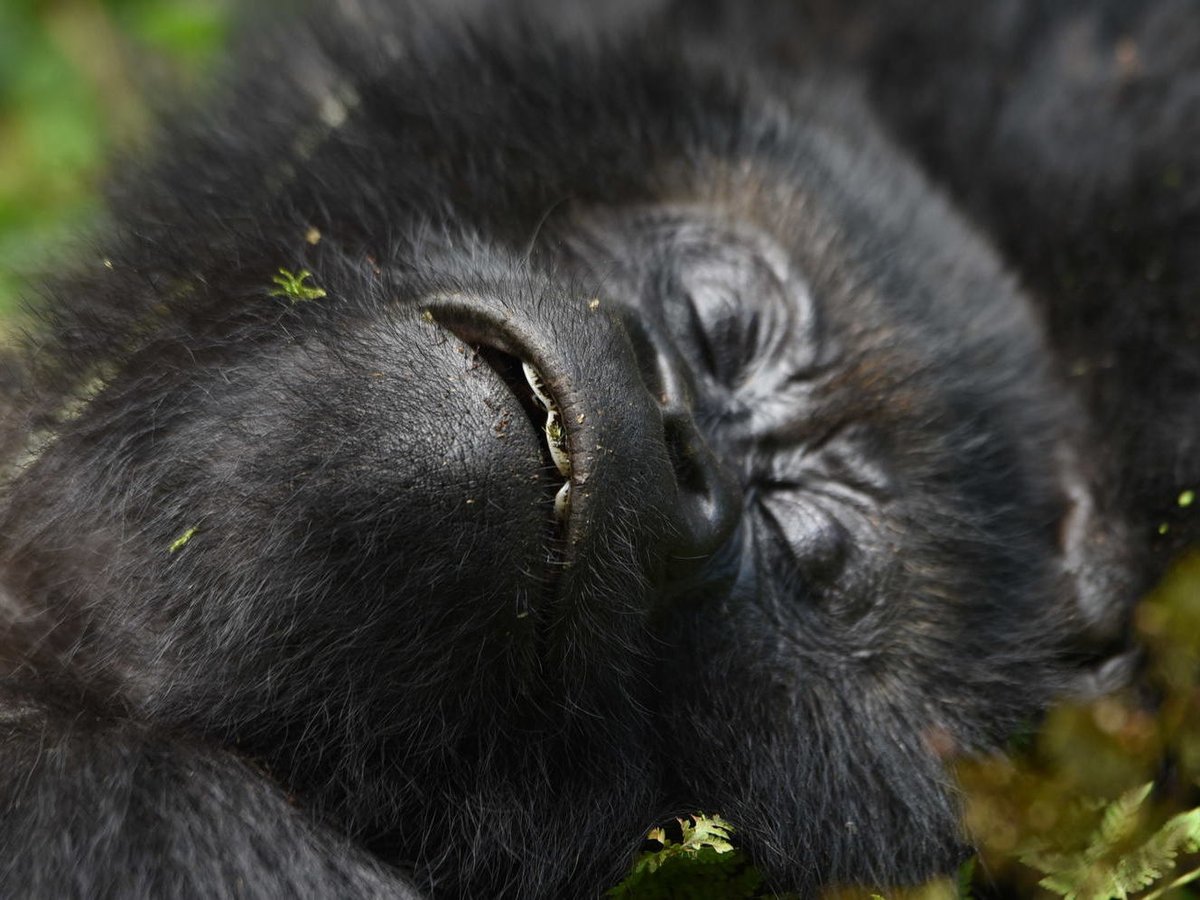 SavingGorillas's tweet photo. Ishimwe gets it! Who doesn't love a Monday nap? 😴🤣
📸: Cedric Ujeneza https://t.co/OCxpFVfTfF