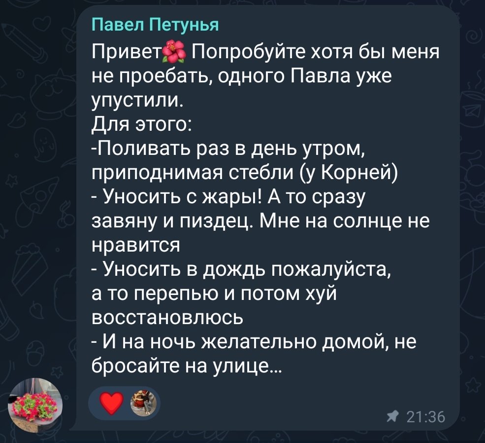 anamazius's tweet photo. Менеджерка привезла с дачи петунью, назвала в честь недавно уволившегося управляющего, теперь мы развлекаемся https://t.co/8JLkppDqt9