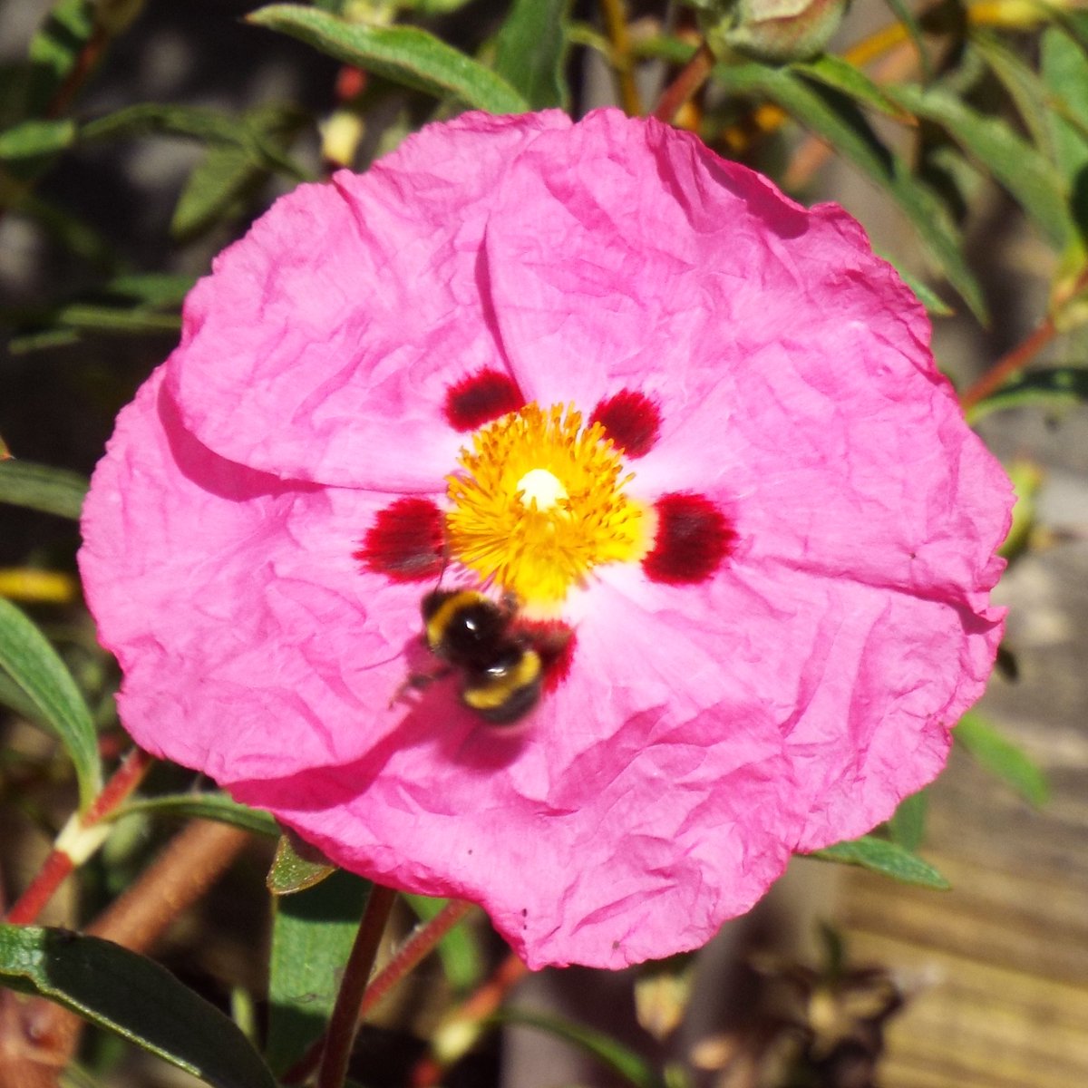 A fuzzy little bee on a cistus flower for #MacroMonday and #MagentaMonday 🥰🌺❤️🐝#Mondayvibes #bees #pollinators #InsectWeek23 #GardeningTwitter #MondayMotivation 🥰🌺❤️🐝🌺
