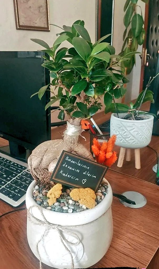 Kaderslgin's tweet photo. Bana çiçek gönderecekseniz saksıda canlı çiçek/ bitki  gönderin diye ilan paylaşayım diyordum ki tanıyan zaten neyi sevdiğini de bilirmiş🥰 Bitki koleksiyonum olacak bu gidişle ( Maşaallah) 🌱🌸 https://t.co/HB6GiBEaf1