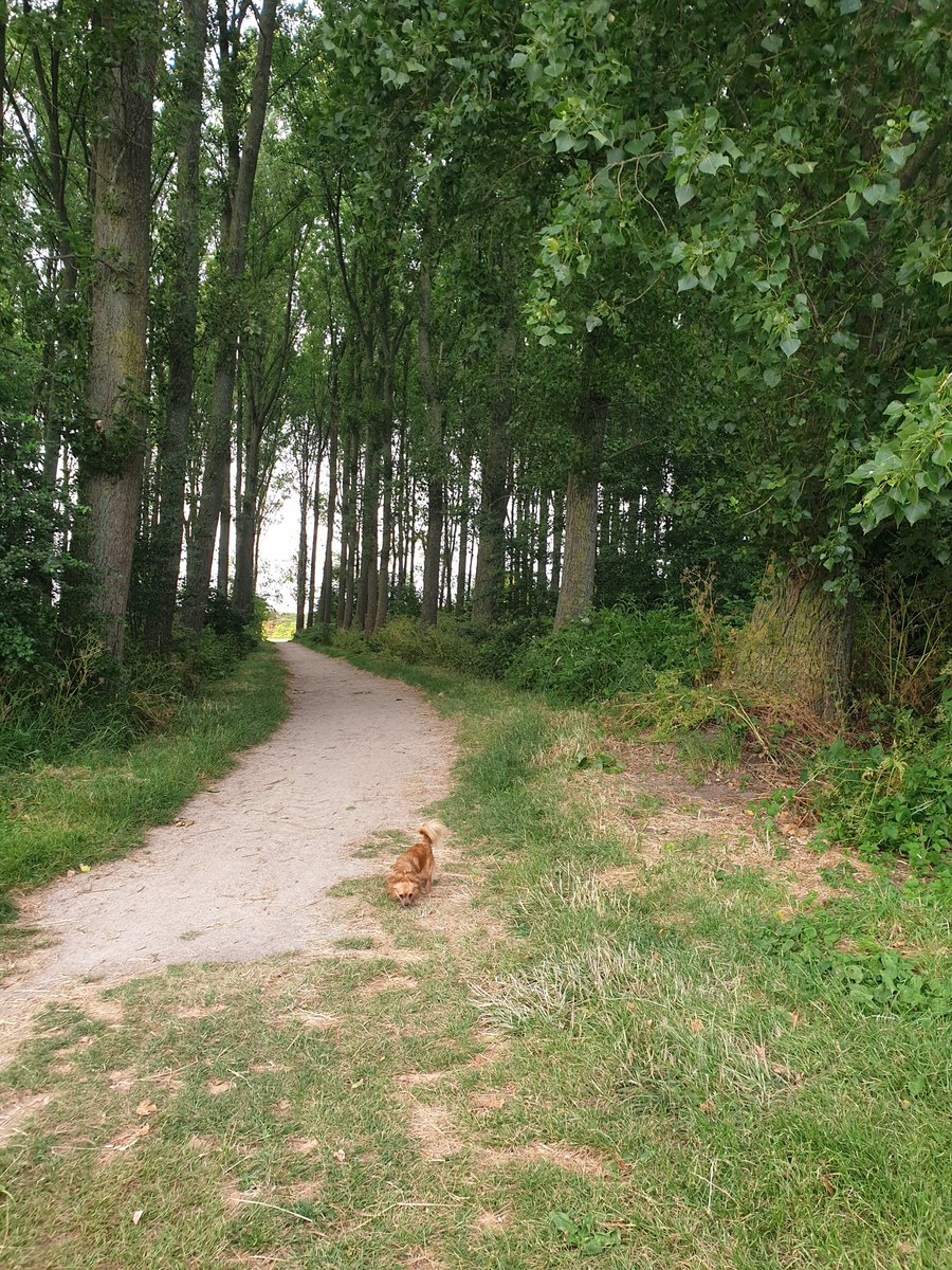 In het #Bos zijn de wilde dieren...