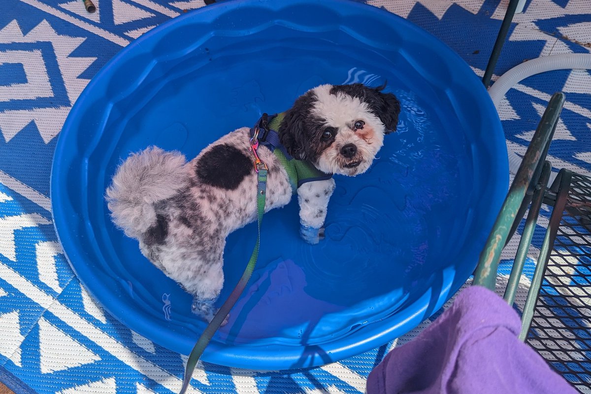 Mom put me in a pool not sure what I'm supposed to do in here ....