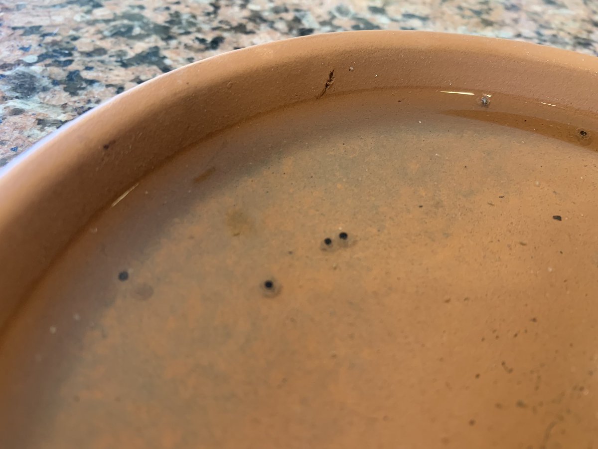 DustinHuth's tweet image. Step 1 collect frog eggs (western spade foot toad). What do we do next @drmichaellevin ?  P.s. I hope you are having a great day!  #diy #xenobot #novellifeforms  😁