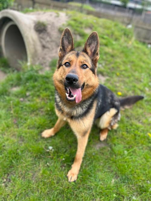 AdoptionsUk's tweet photo. Please retweet to help Ellie find a home #BIRMINGHAM #UK 

Affectionate German Shepherd aged 2. She is a bit bouncy so looking for an experienced adult home to go on with training. She needs to be the only pet. 

DETAILS or APPLY👇 https://t.co/XFuwFictDj
 #dogs #GermanShepherd https://t.co/9E79f4javh