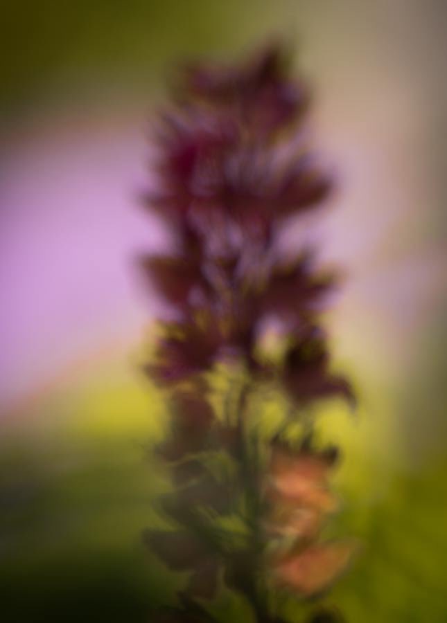 JonGibbsPhoto's tweet photo. Garden and House abstracts https://t.co/hRG8kcGKwF