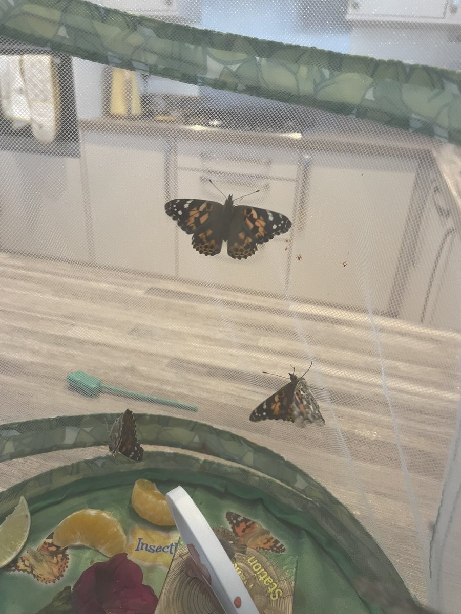 Mrs_Dryburgh's tweet photo. We have butterflies! 🦋 https://t.co/Wufhlj3ahp