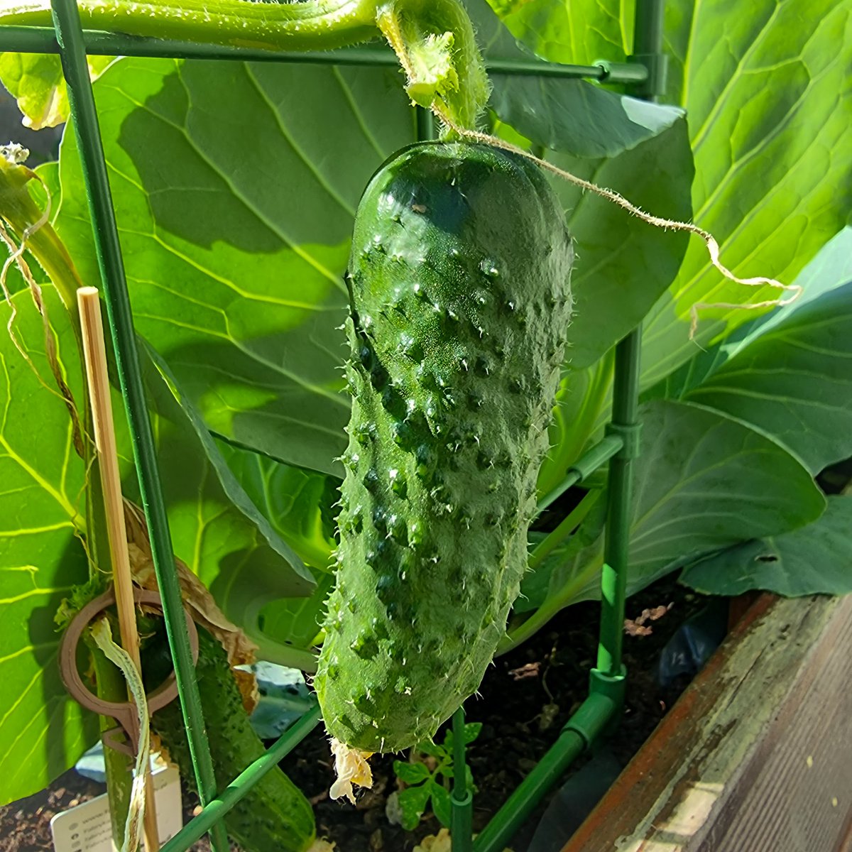 We have cucumbers this year😻🥒💙

#foodie #foodphotography #foodpic #cucumbers #colorfulfood #veggie #ilovefood #crops #gardening #gardenlife #growingfood #growyourownfood #freshfoods #キュウリ #農業 #おいしい #食通 #グルメ #食 #catwithaknife #catwithaknifecom #catwithaknifeclub