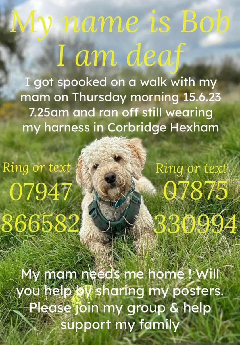 karensarah66's tweet photo. #Corbridge #Hexham other areas around there are #Halton #Acomb #Aydon #Sandhoe 

BOB IS DEAF TOO SO COULD GET SPOOKED IF SOMEONE APPROACHES FROM BEHIND QUICKLY 
WE NEED PPL TO KNOW NOT TO CHASE 
#findBob 🤞🤞🤞🤞
OLIVER NEEDS HIM HOME
@muddypawscrime @Number1essexgir @HunnyJax https://t.co/aKGxFFD0Q1