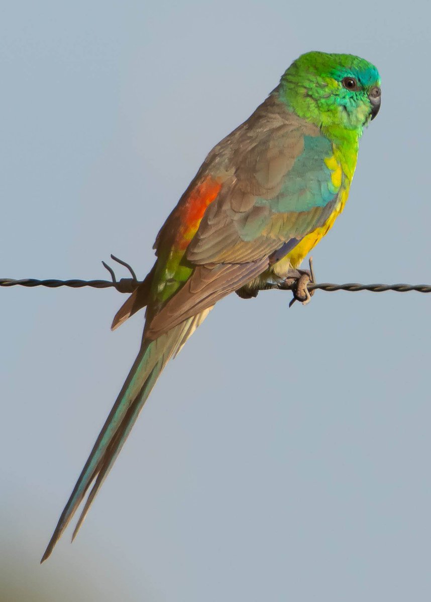 atzimm's tweet photo. @sykesjeff Red-rumped parrot 🇦🇺 https://t.co/8pUVBAt46H