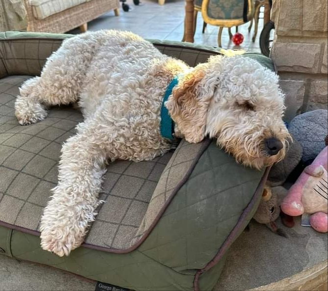 #FindBob BOB IS A BEST FRIEND & THERAPY DOG TO OLIVER WHO RELIES ON HIM TO HELP HIM WITH HIS DISABILITIES BOB IS DEAF MISSING 15/6/23 #CORBRIDGE #HEXHAM PLEASE DO NOT CHASE AS HE WILL BE SO SCARED facebook.com/groups/2779608…