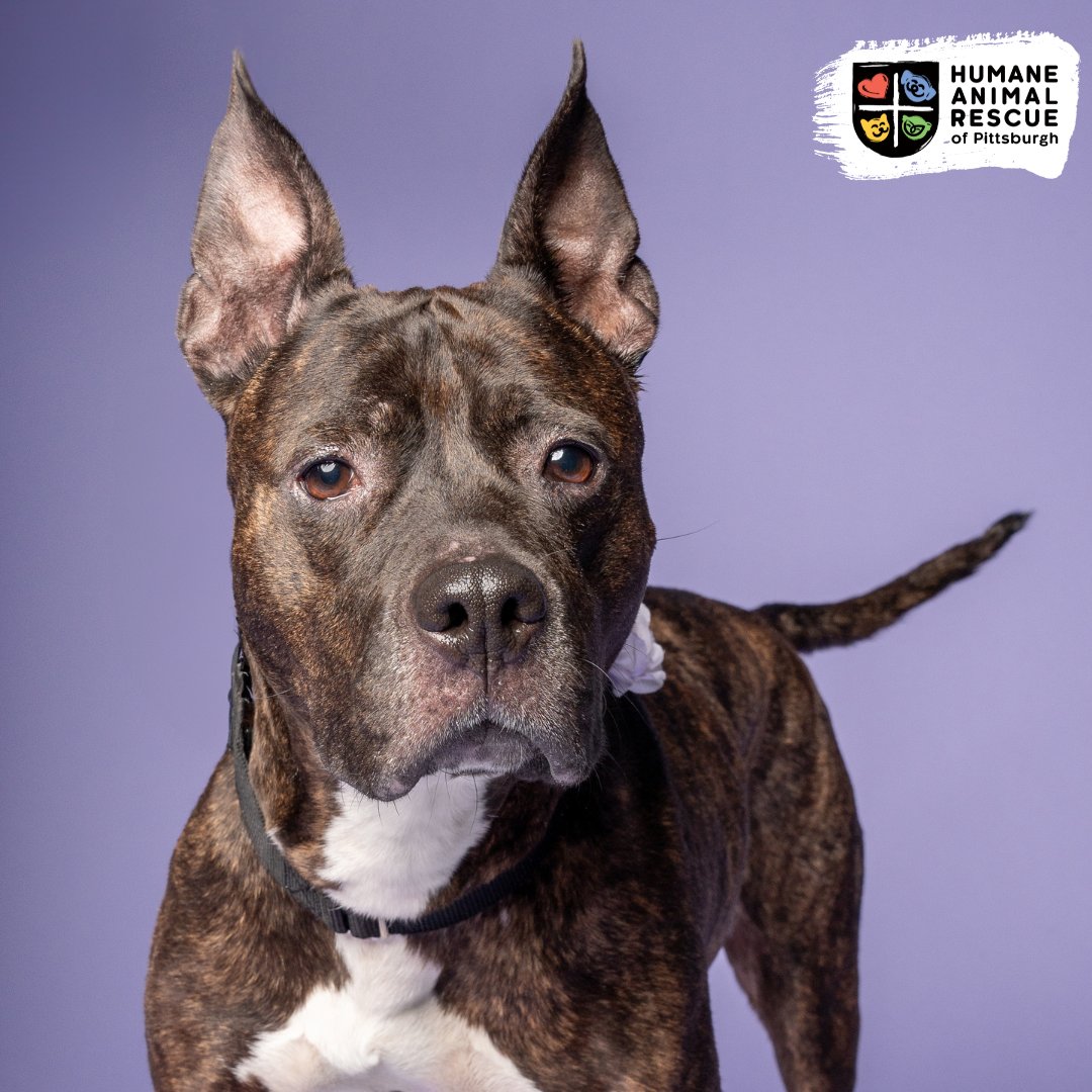 HARPSavesLives's tweet image. Meet Dutchess! This sweet senior gal is looking for a home to lounge in for the rest of her life!  She still has some puppy energy and would do best in a home that can help her grow in confidence and take on the world! 
bit.ly/3NCkjCP
#harpsaveslives #adoptlocal