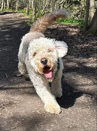 #FindBob BOB IS A BEST FRIEND & THERAPY DOG TO OLIVER WHO RELIES ON HIM TO HELP HIM WITH HIS DISABILITIES BOB IS DEAF MISSING 15/6/23 #CORBRIDGE #HEXHAM PLEASE DO NOT CHASE AS HE WILL BE SO SCARED facebook.com/groups/2779608…