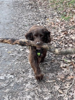 🆘18 JUNE 2023 #Lost DAISY #ScanMe
OLDER Brown Cocker Spaniel Female SPAYED
Was Wearing Red Harness.
#Groesffordd #Brecon #BreconBeacons #Wales #LD3 
doglost.co.uk/dog-blog.php?d…