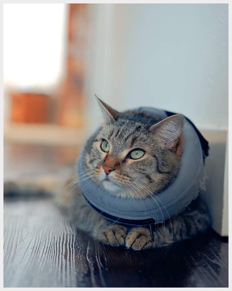 oniv3rt's tweet photo. Yas Flea treatment queen
ft. @pippinthecatt
-
-
-
#CatsOfTwitter #cats #CatsLover #CatsOnTwitter #TABBY #tabbycats #pippinthecatt #cat https://t.co/IbLv4g4R1T